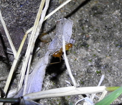 Camponotus festinatus