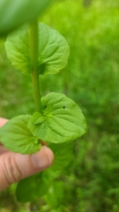 Triodanis lamprosperma