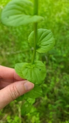 Triodanis lamprosperma