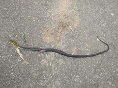 Coelognathus flavolineatus