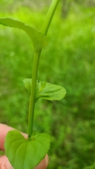 Triodanis lamprosperma