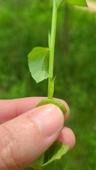 Triodanis lamprosperma