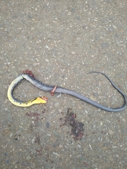 Coelognathus flavolineatus