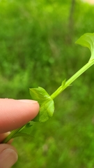 Triodanis lamprosperma