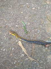 Coelognathus flavolineatus