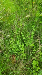 Triodanis lamprosperma