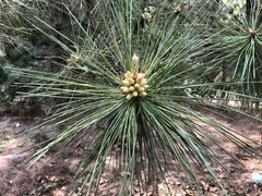 Pinus tabuliformis