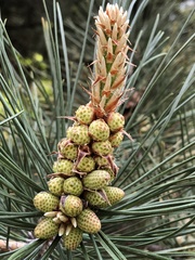Pinus tabuliformis