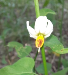 Solanum triquetrum