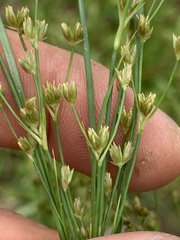 Juncus biflorus