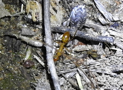 Camponotus festinatus