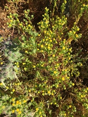 Amblyopappus pusillus