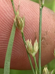 Juncus biflorus
