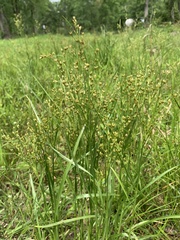 Juncus biflorus