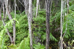 Gleichenia inclusisora