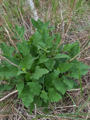 Verbesina microptera