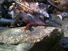 Desmognathus carolinensis
