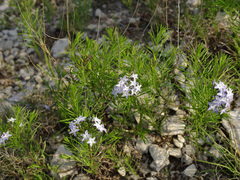 Amsonia ciliata texana