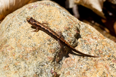 Desmognathus carolinensis