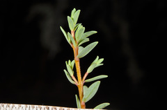 Pimelea prostrata vulcanica