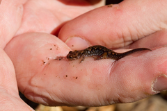 Desmognathus carolinensis