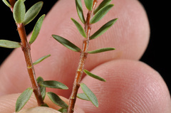 Pimelea prostrata vulcanica
