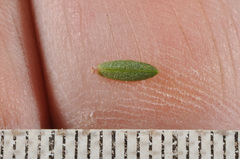 Pimelea prostrata vulcanica