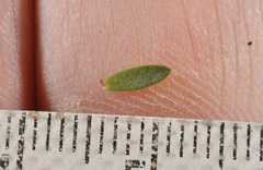 Pimelea prostrata vulcanica