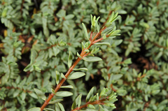Pimelea prostrata vulcanica