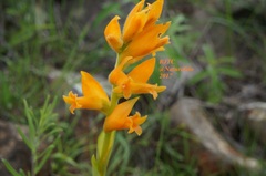 Dichromanthus aurantiacus