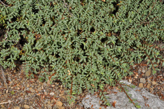 Pimelea prostrata vulcanica