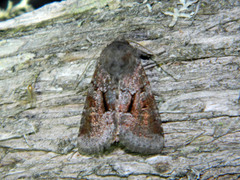 Oligia minuscula