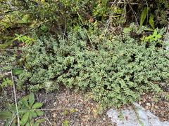Pimelea prostrata vulcanica