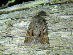 Oligia minuscula