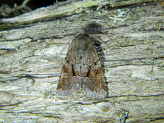 Oligia minuscula