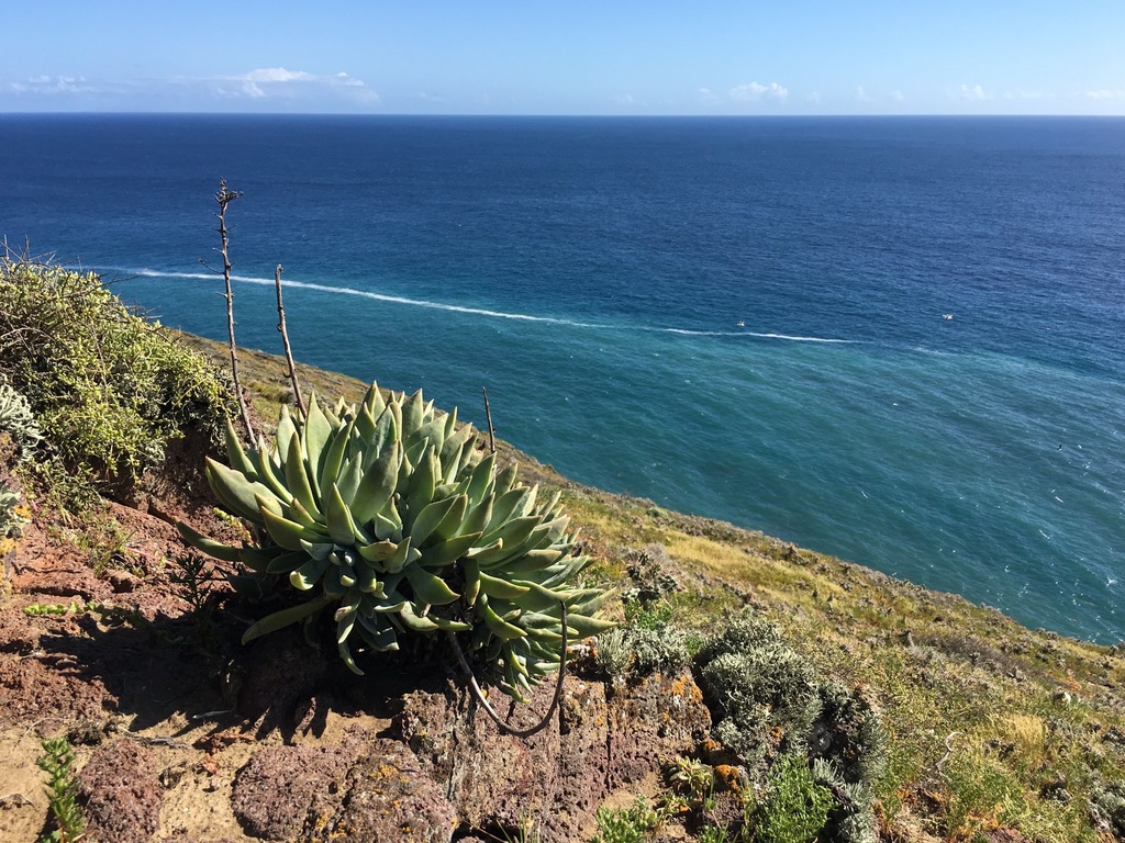 Dudleya traskiae 2