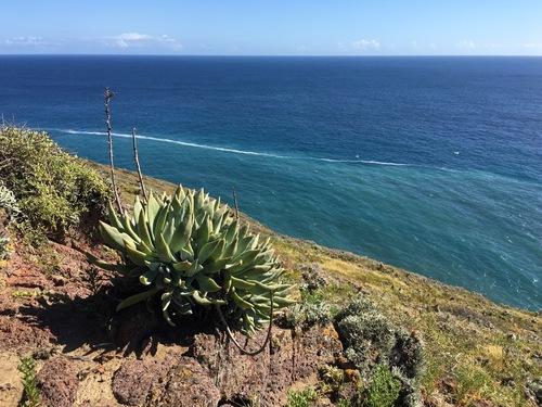 Dudleya traskiae