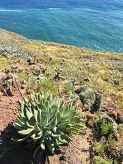 Dudleya traskiae