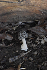 Morchella sceptriformis
