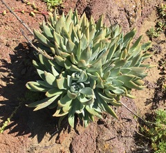 Dudleya traskiae