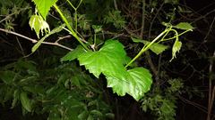 Vitis