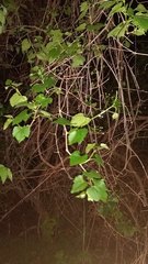 Vitis