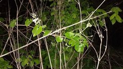 Vitis