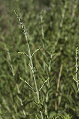 Salvia kudrjaschevii