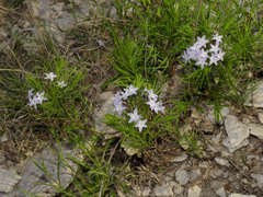 Amsonia ciliata texana