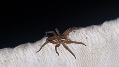 Dolomedes striatus