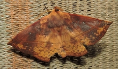 Anthela directa