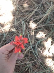 Castilleja tenuiflora