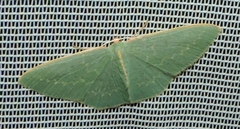 Chlorocoma melocrossa