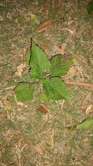 Magnoliopsida